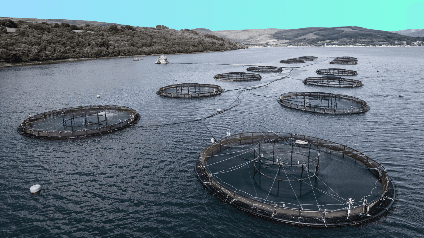 Builders Vision Acquires Stake in Hatch Blue to Scale Sustainable Aquaculture