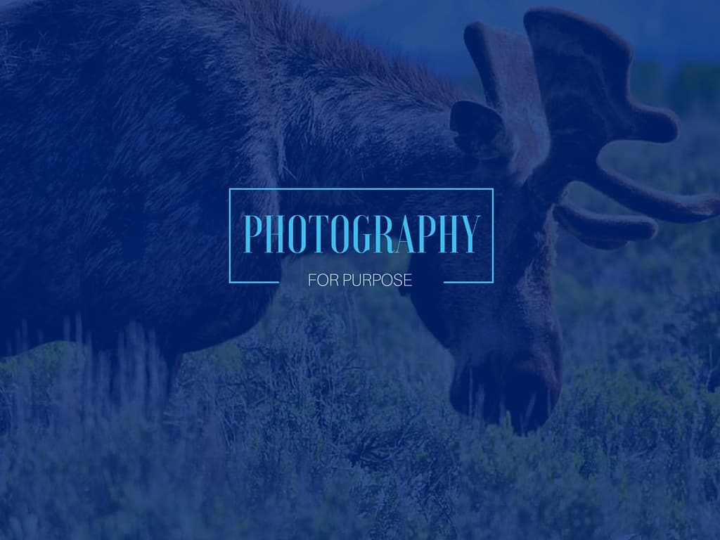 This Photographer Is Using Photos To Give Back And Promote Wildlife Conservation