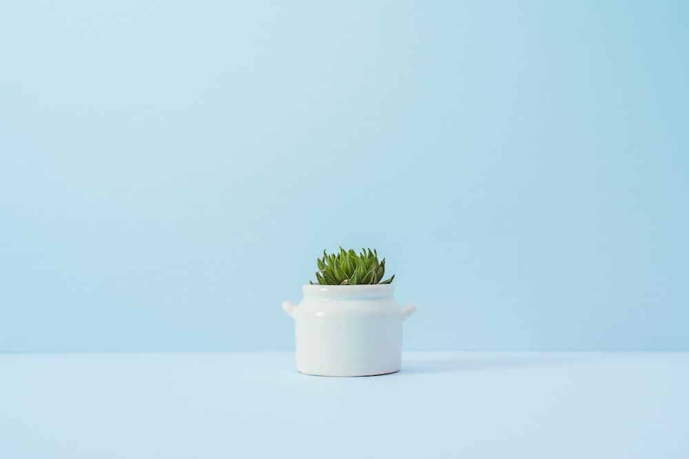 5 New Year’s Resolutions for a Cleaner and Greener Planet