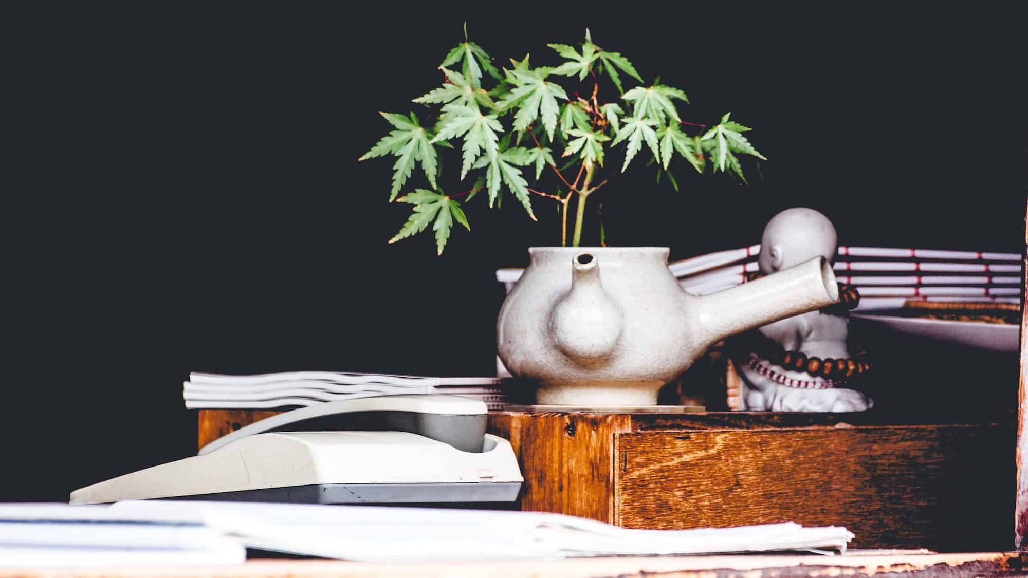 Cannabis in India: Everything You Need to Know