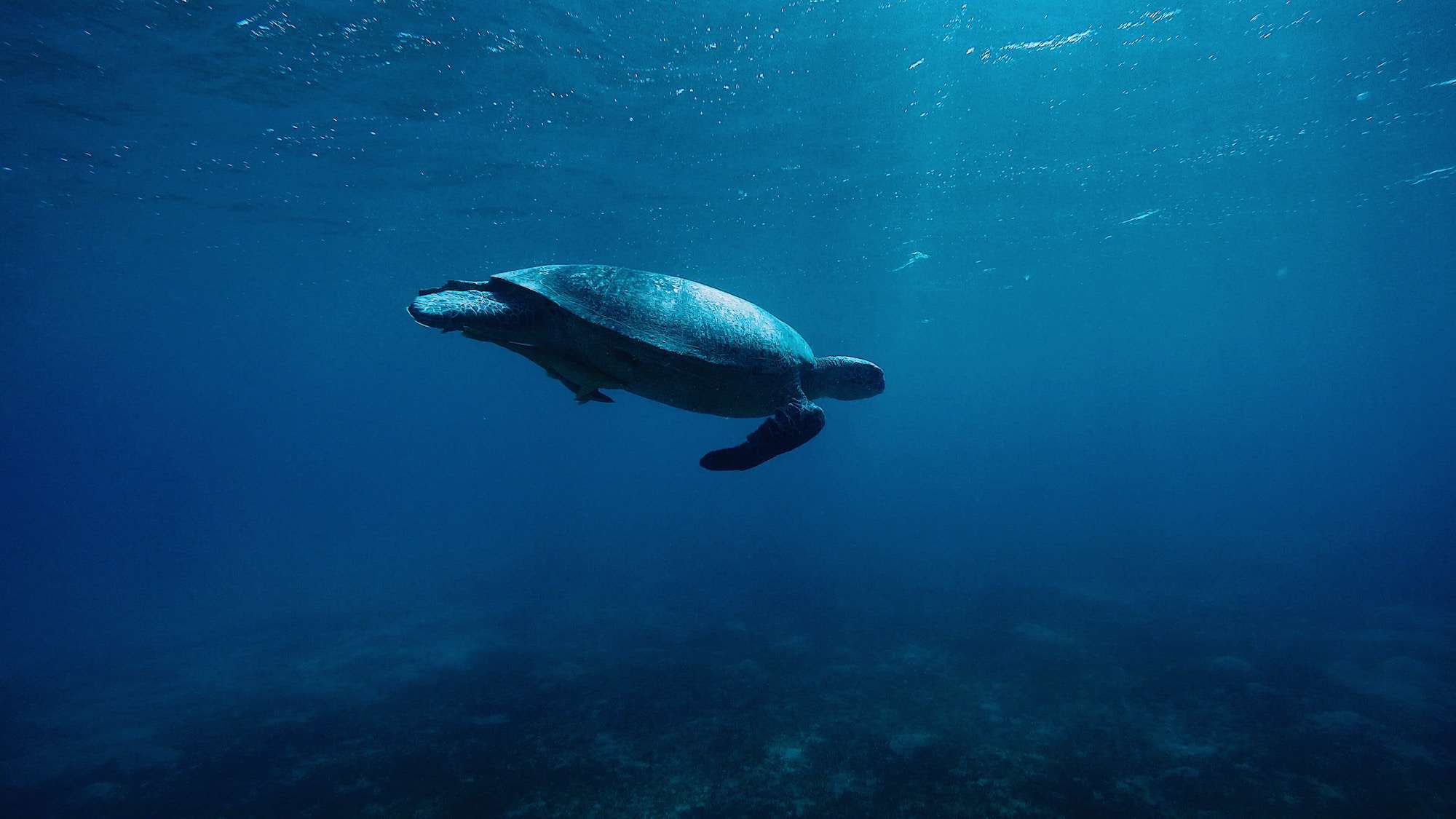 Meet Vera, The Blockchain Platform That Makes it Easy to Offset Your Plastic Footprint