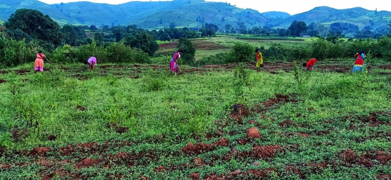 How Agroforestry is Empowering Tribal Farming Communities