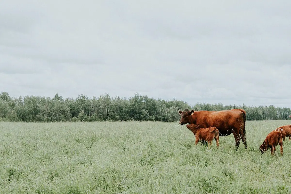 Cream Co Meats is Building a Direct Marketplace to Support Sustainable and Regenerative Ranches