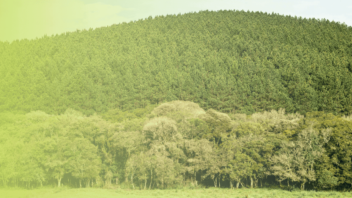 Hasten Ventures on Developing Large Scale Ecosystem Regeneration Projects