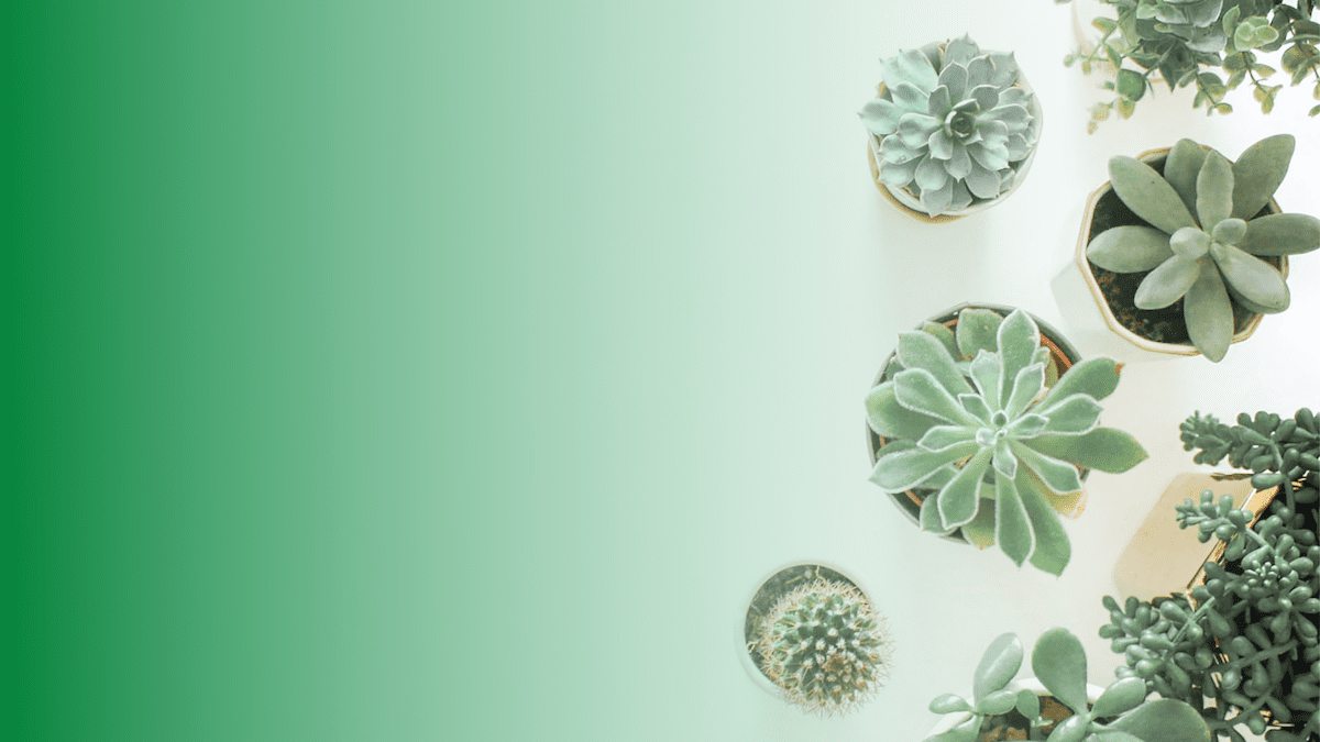 8 Best Plant Identification Apps to Better Connect with Nature