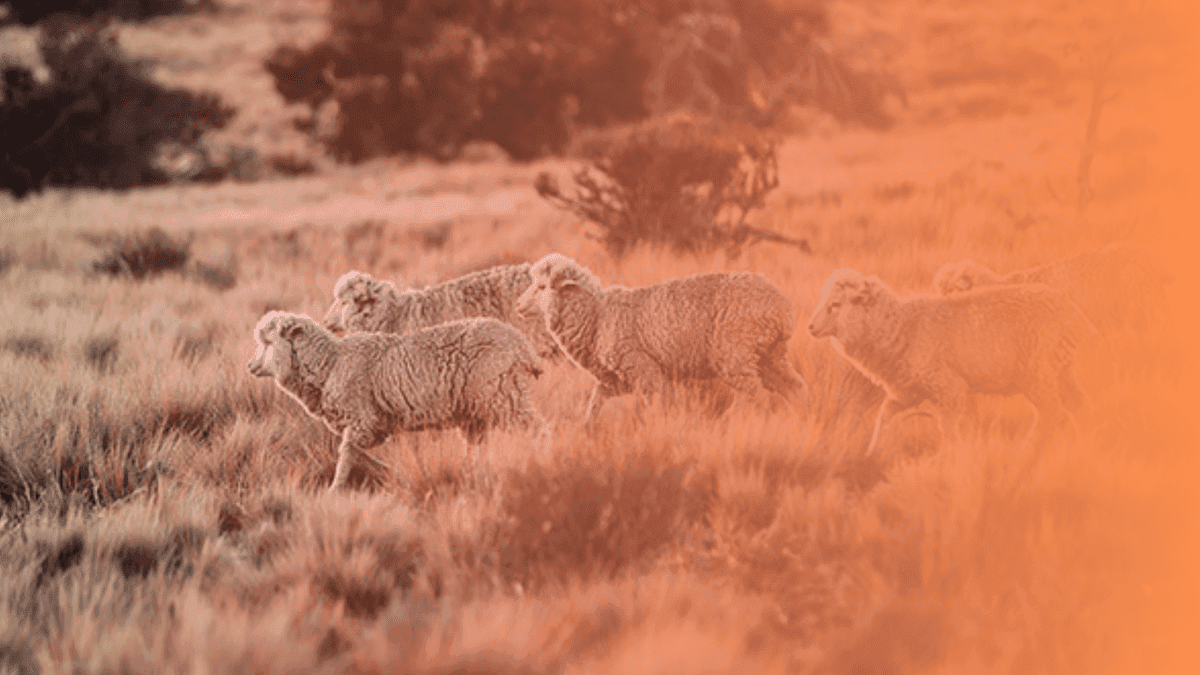 NATIVA and Shaniko Launch the First Regenerative Wool Program in the U.S.