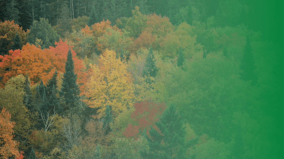 Meet Transcend, an Innovative Green Burial Startup Helping You Become a Tree When You Die
