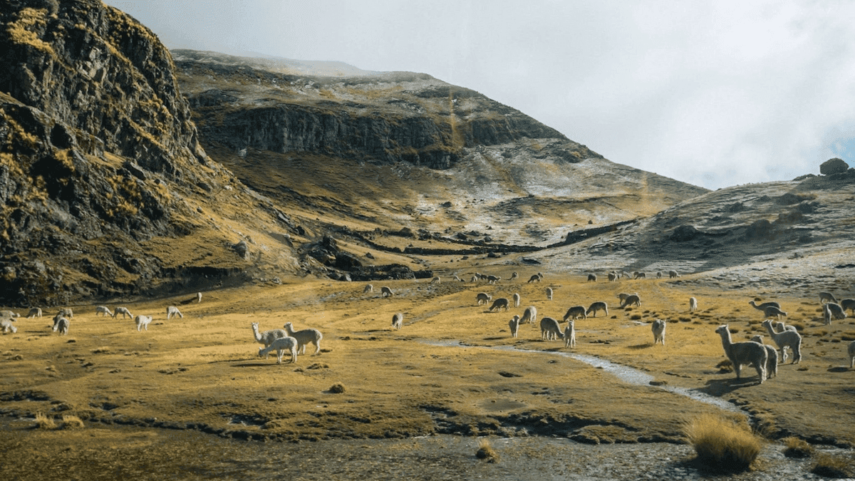 The Journey of Paka Apparel: From Peruvian Roots to Global Vision