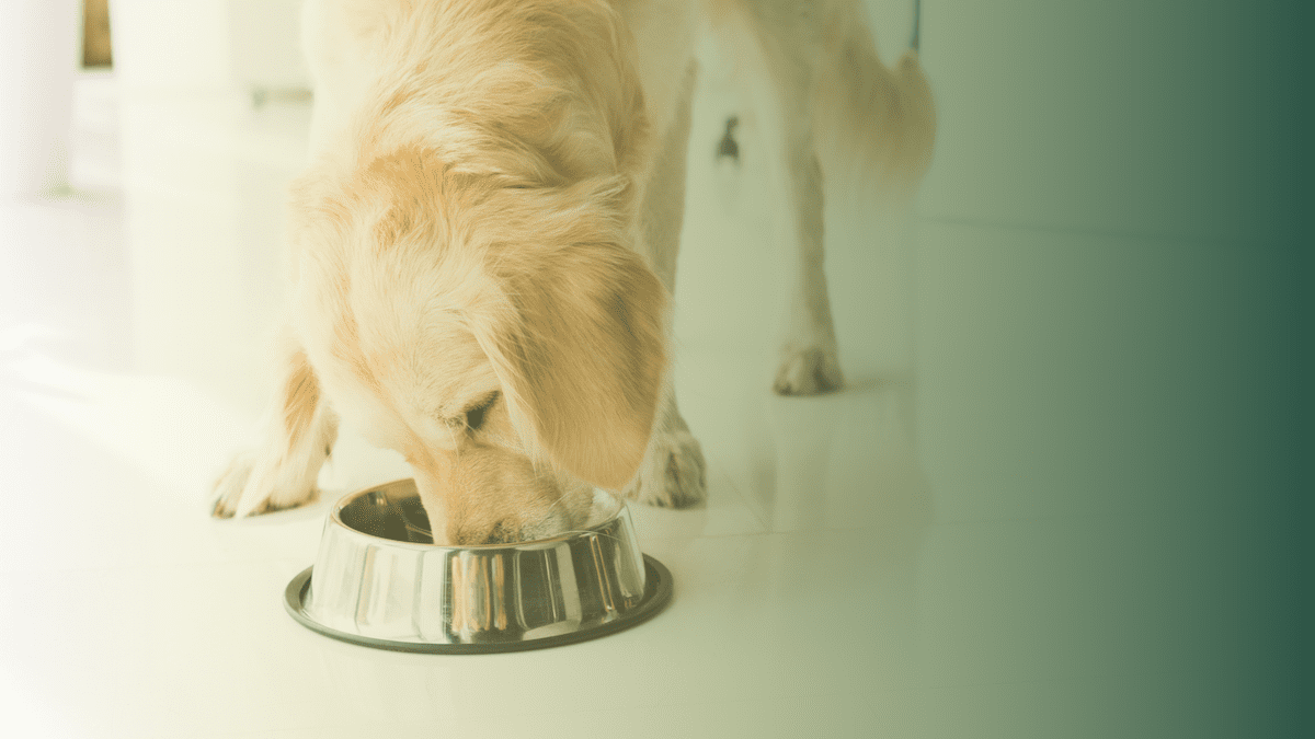 Wild Earth Dog Food: Plant-Based Nutrition for Dogs
