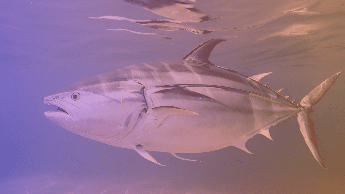 Wanda Fish Secures $7M Seed Funding to Boost Cultivated Bluefin Tuna Production