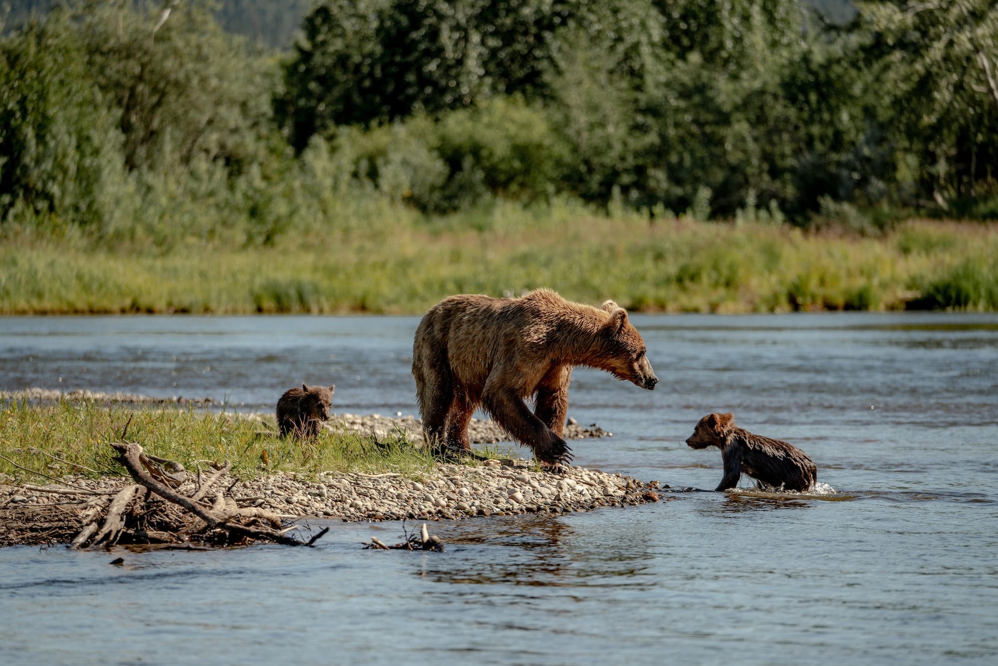 A mother bear and two cubs