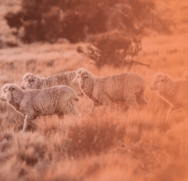 NATIVA and Shaniko Launch the First Regenerative Wool Program in the U.S.